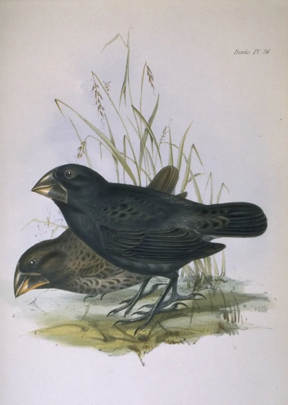 File:Geospiza magnirostris.jpg