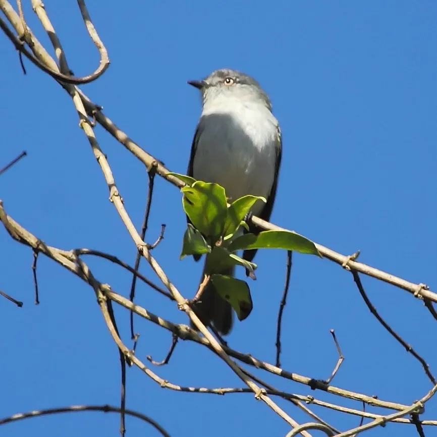 File:Myiopagis caniceps-Gray Elaenia.JPG