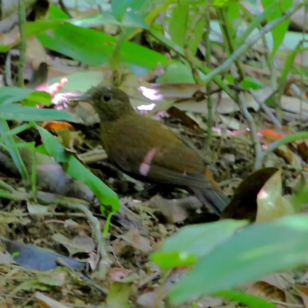 File:Sclerurus scansor-Rufous-breasted Leaftosser.JPG