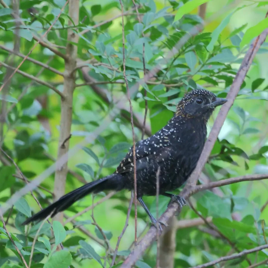 File:Mackenziaena leachii-Large-tailed Antshrike.JPG