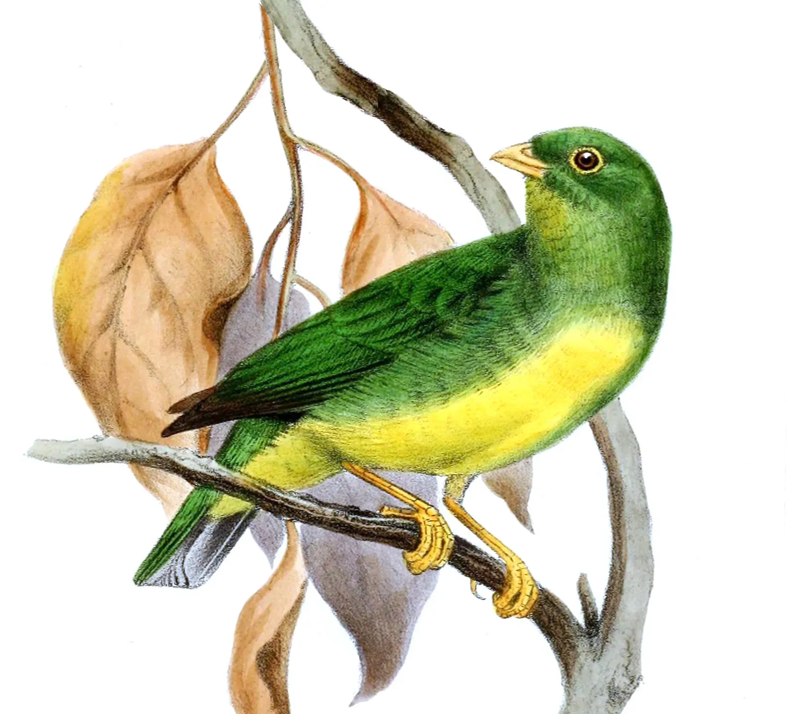File:Chlorophonia flavirostris - Joseph Smit.jpg