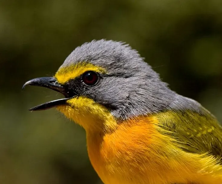 File:Chlorophoneus sulfureopectus, Polokwane Wildtuin.jpg