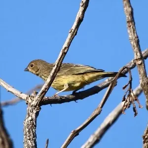 File:Sicalis citrina-Stripe-tailed Yellow-Finch.jpg