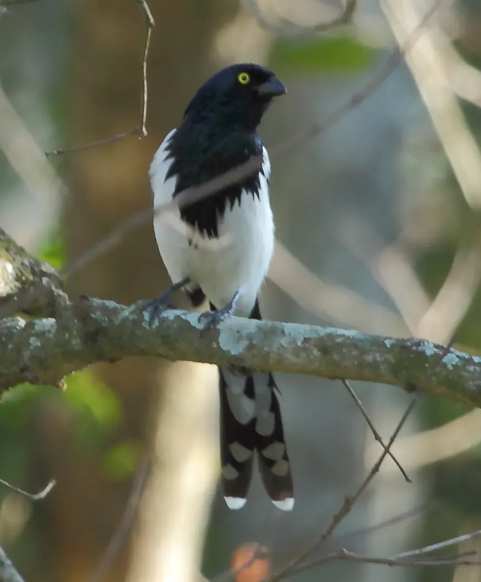 File:Cissopis leverianus-Magpie Tanager.JPG