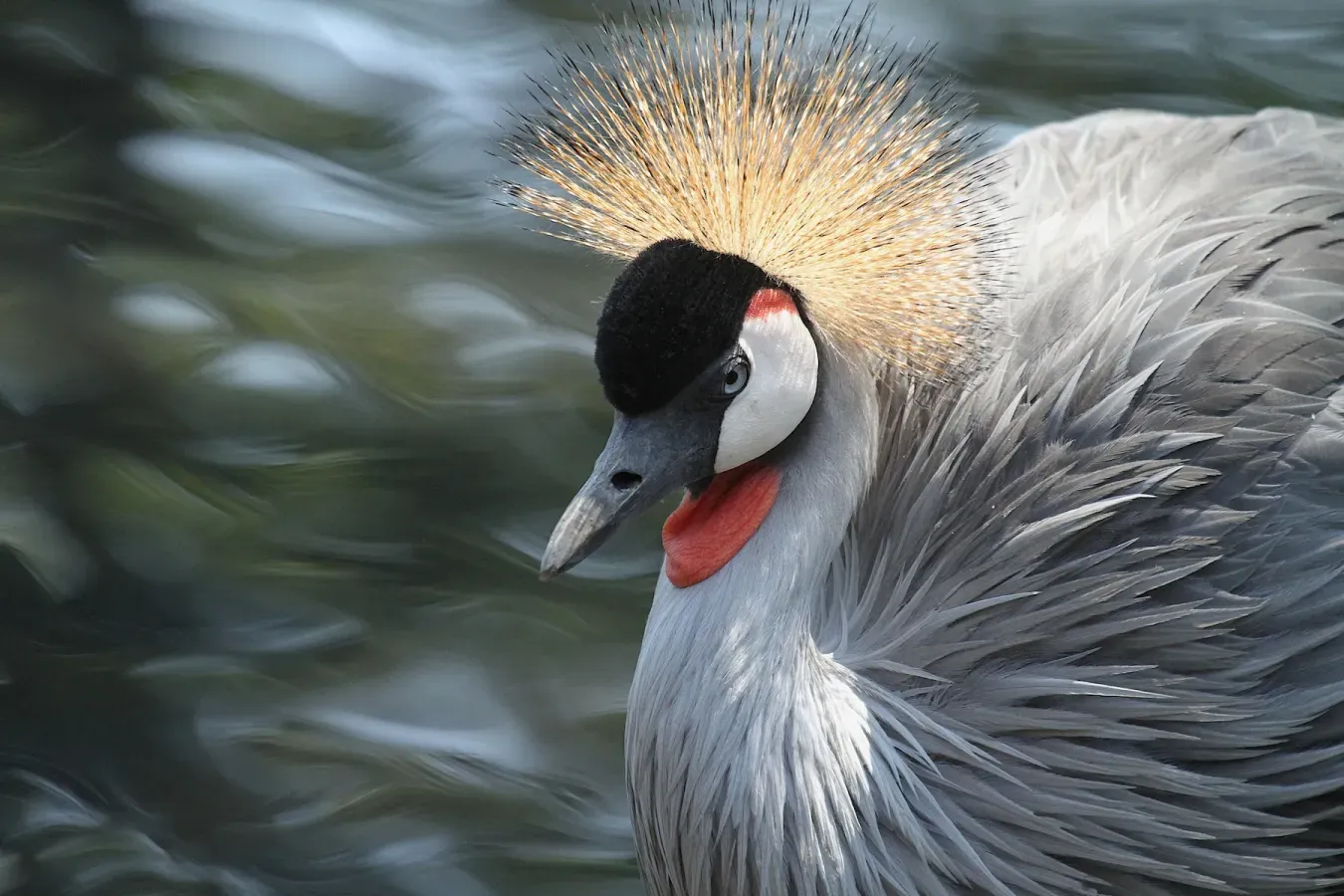 File:Austin Roberts Bird Sanctuary-010, Balearica regulorum (Grey crowned crane).jpg