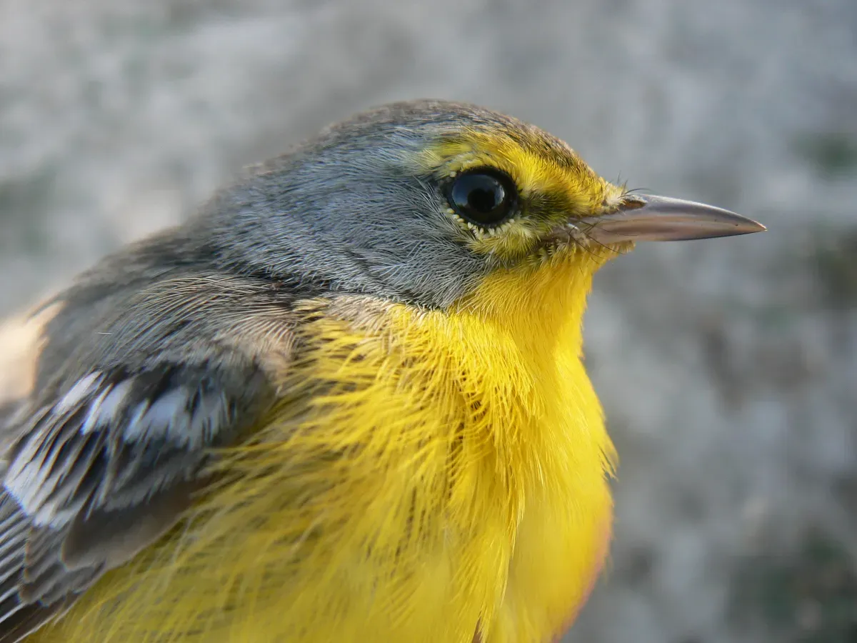 File:Setophaga subita.jpg