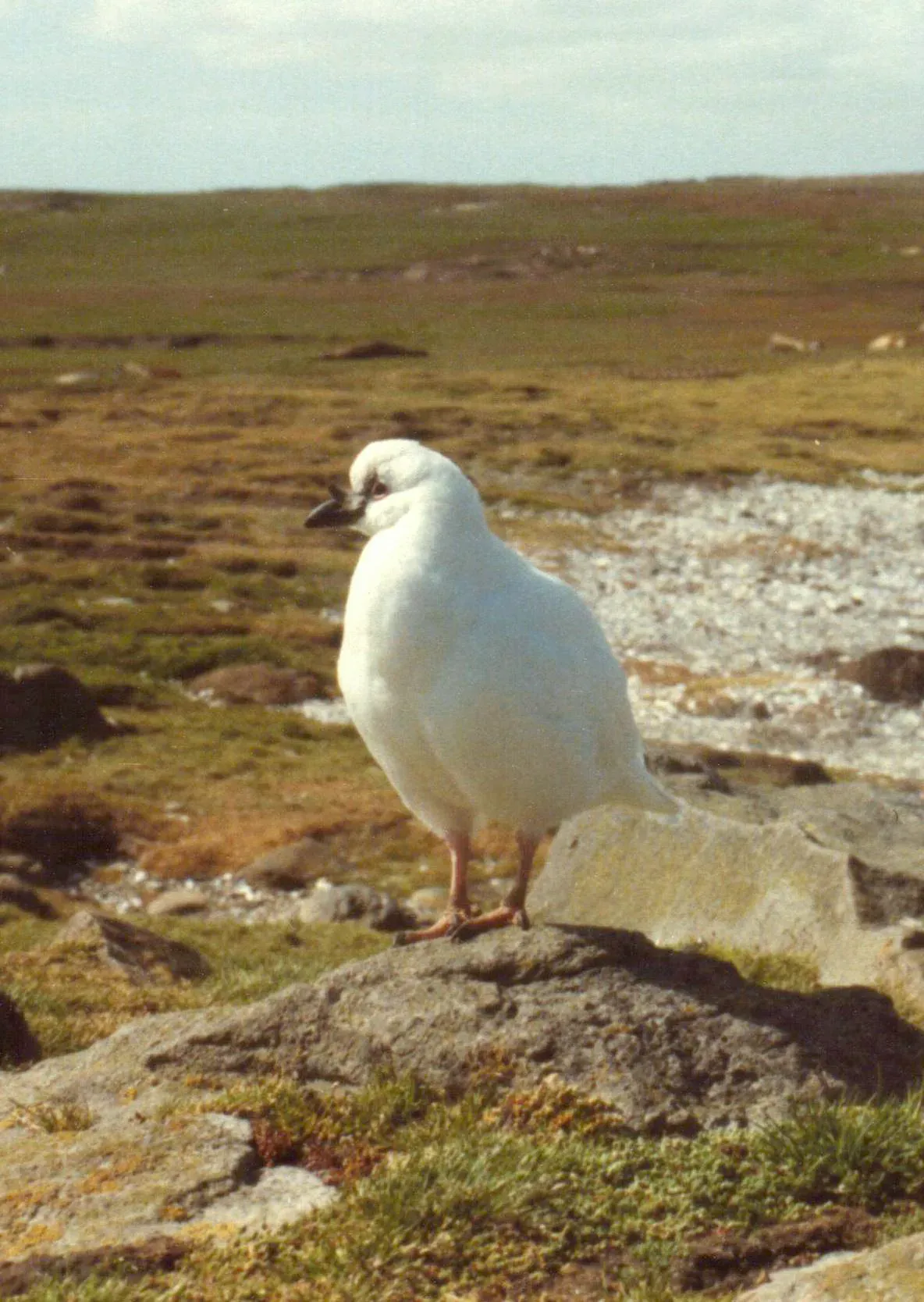File:Chionis minor.JPG