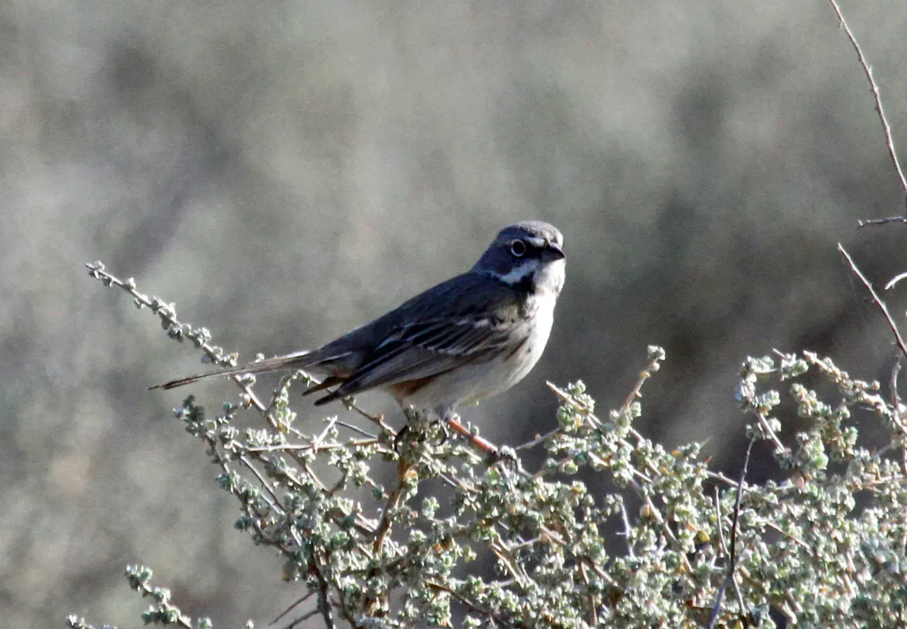 File:Artemisiospiza belli, Carrizo Plain NM.jpg
