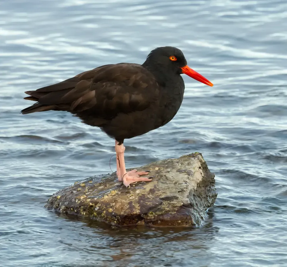 File:Black Oystercatcher (Haematopus bachmani).jpg