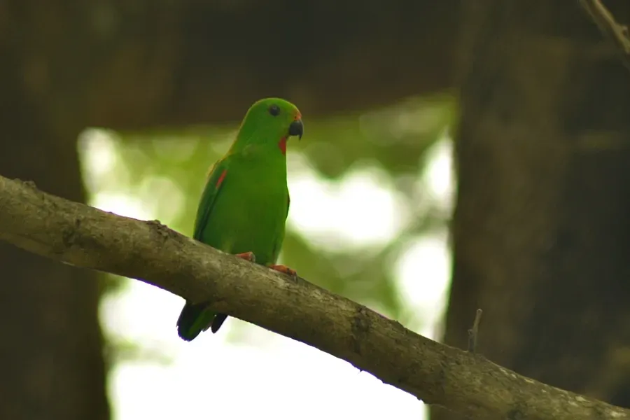 File:Loriculus stigmatus(2).JPG