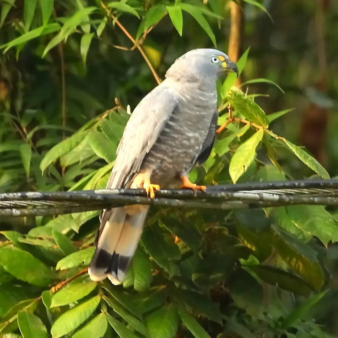 File:Chondrohierax uncinatus - Hook-billed Kite.JPG