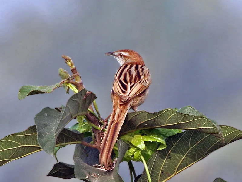File:Striated Grassbird (Megalurus palustris) at Kolkata I IMG 2681.jpg
