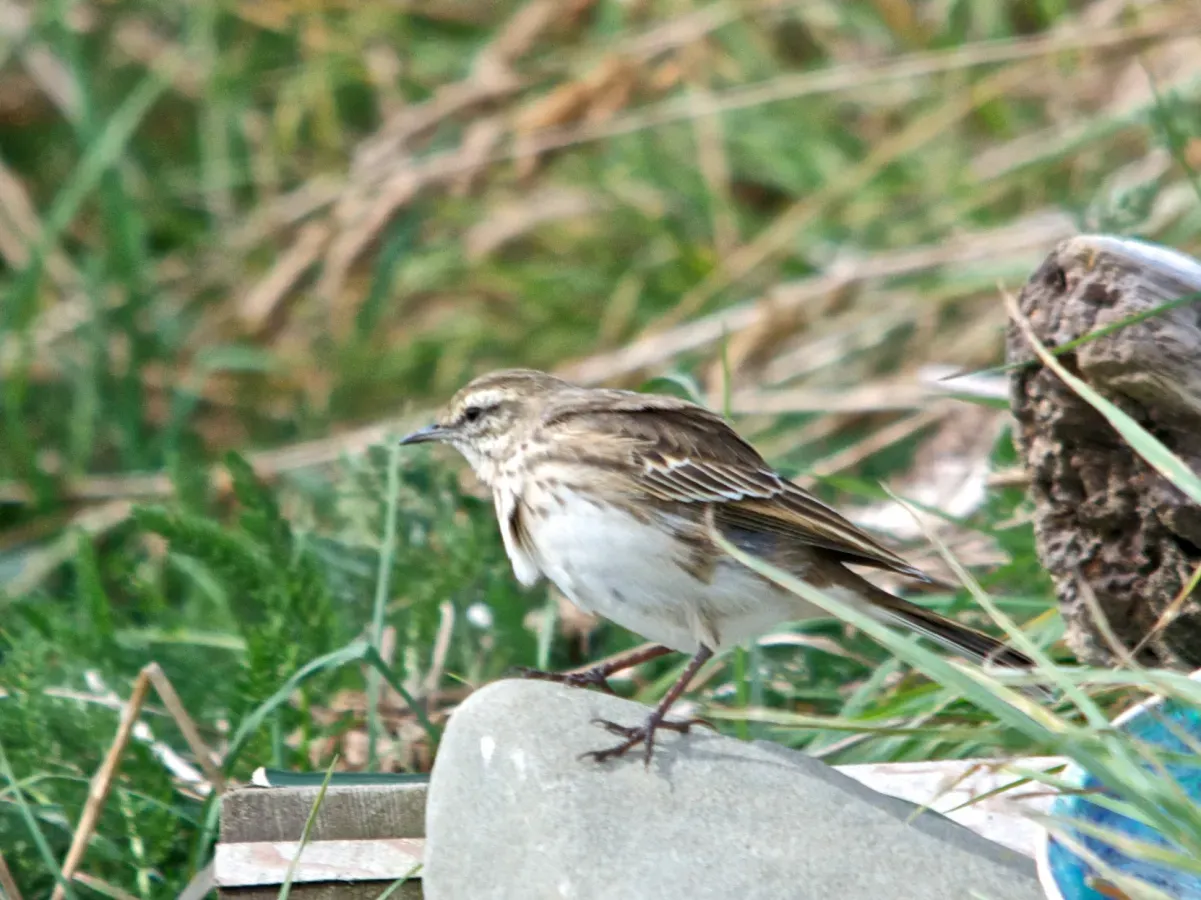 File:Anthus novaeseelandiae, New Zealand (10741528413).jpg