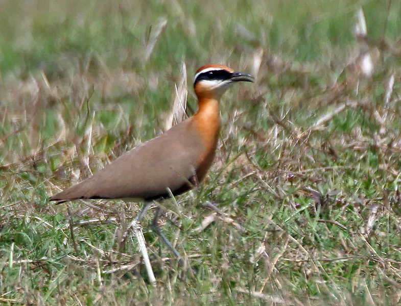 File:Indian Courser (Cursorius coromandelicus) at Bharatpur I IMG 5437.jpg