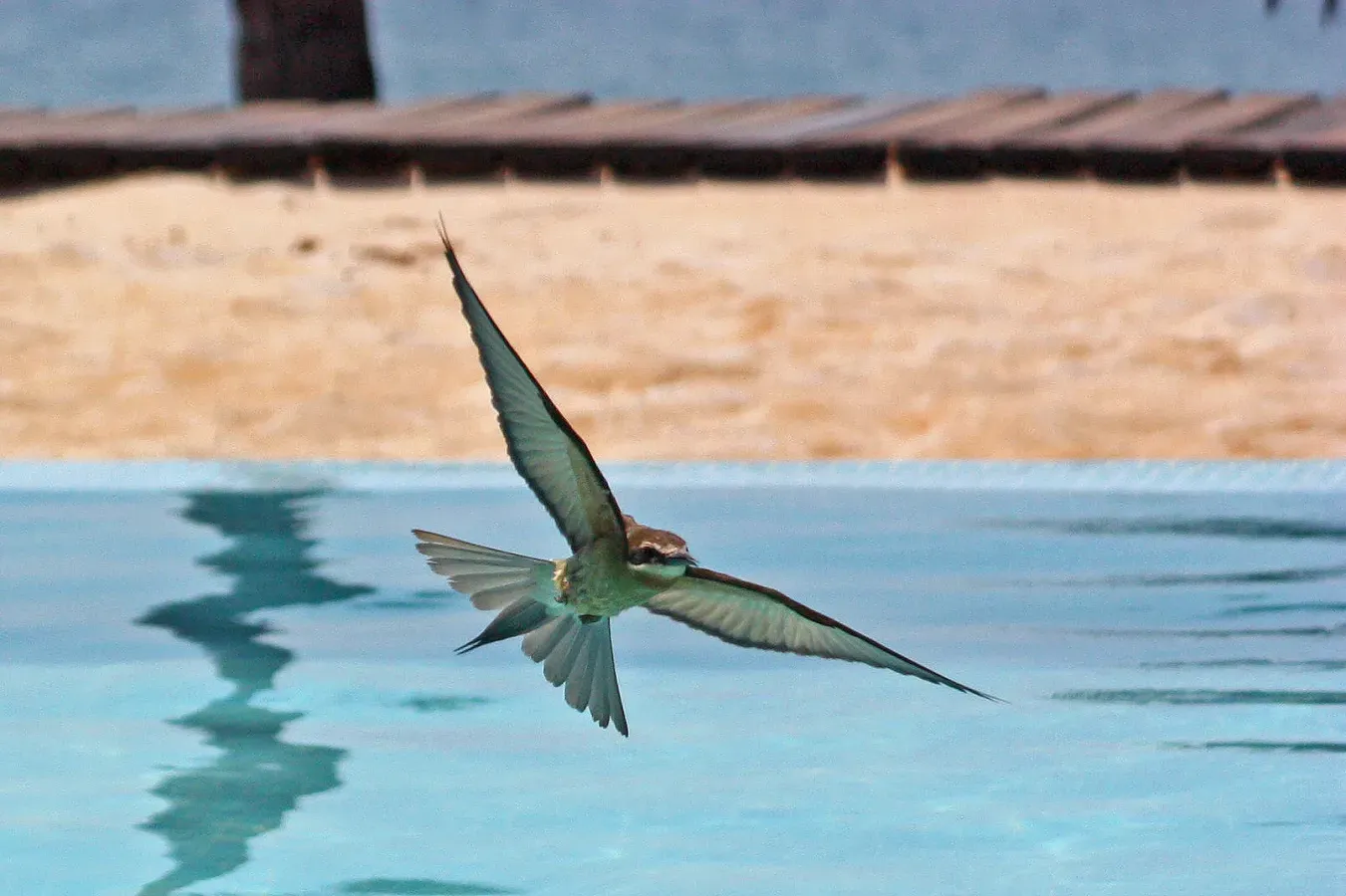 File:Madagascar bee-eater (Merops superciliosus superciliosus) in flight.jpg