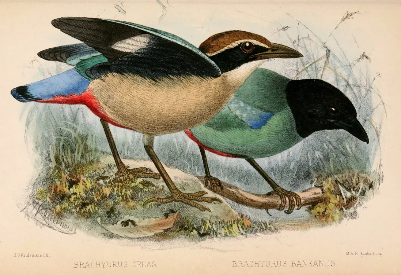 File:Pitta nympha & Pitta sordida 1870.jpg