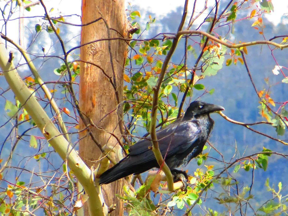 File:Corvus tasmanicus-01.JPG