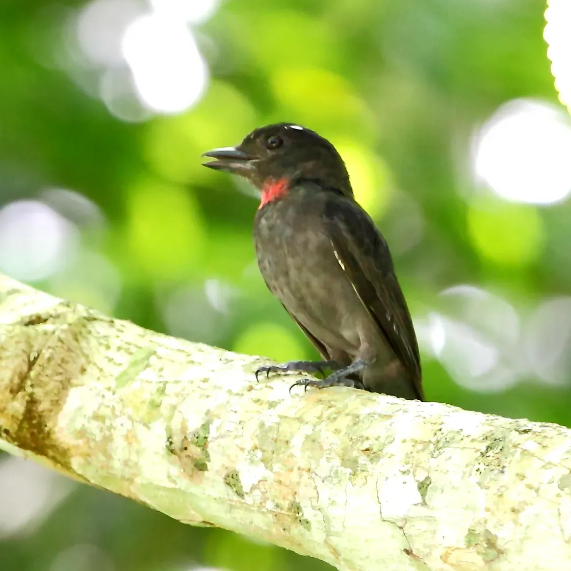 File:Pachyramphus minor - Pink-throated Becard (male).JPG