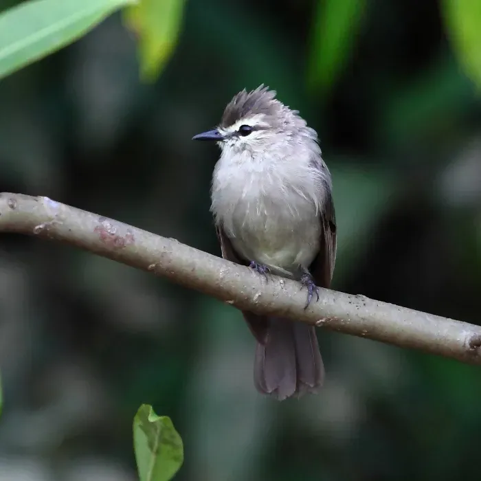 File:Ochthornis littoralis - Drab Water-Tyrant.jpg