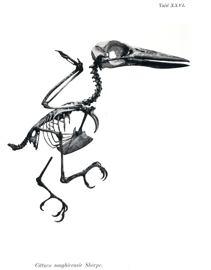 File:AbbildungenvonV1Meye 0147 Cittura sanghirensis.jpg