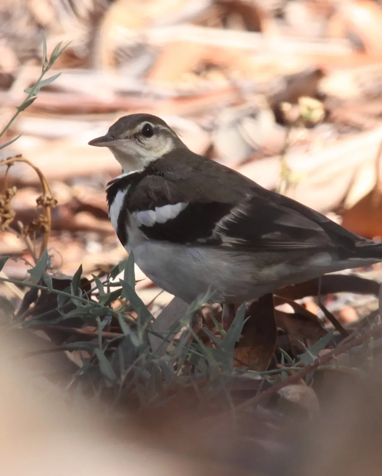 File:Dendronanthus indicus 12 - Christopher Watson.jpg