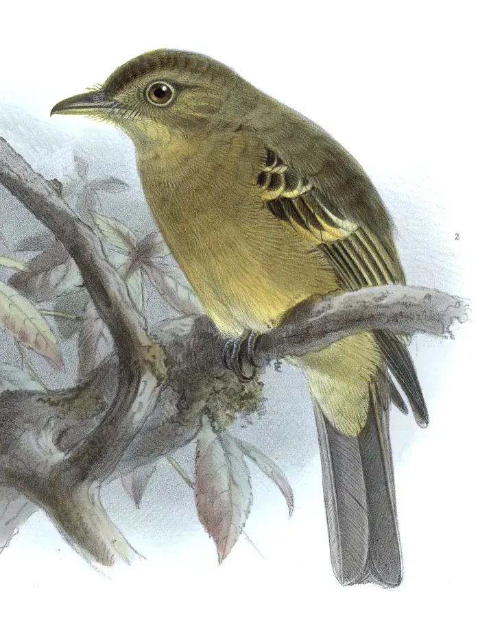 File:Biologia Centrali-Americana Contopus ochraceus.jpg