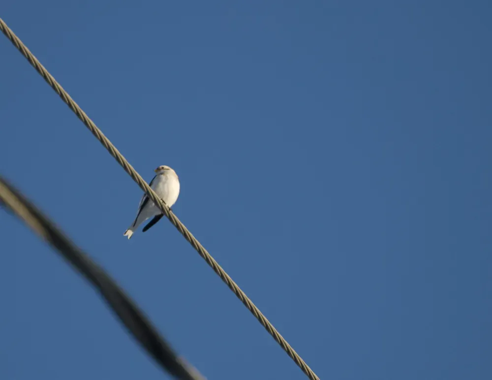 File:Plectrophenax hyperboreus Bering Land Bridge Visitor Center 1.jpg