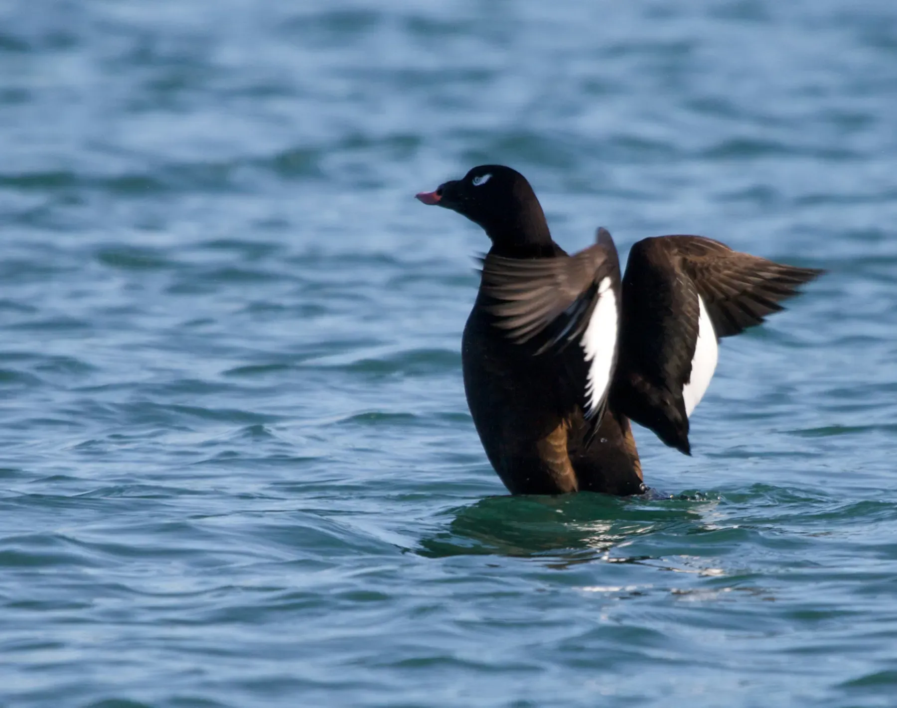File:Melanitta deglandi, Lake Ontario 1.jpg