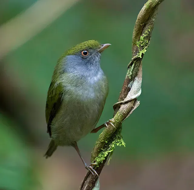 File:Ilicura militaris-female.jpg