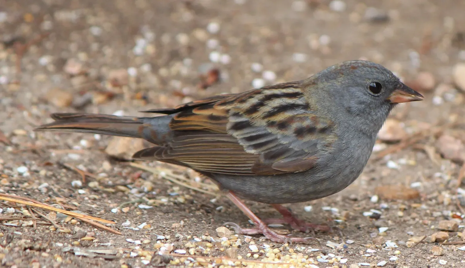 File:Emberiza variabilis (0s2).JPG