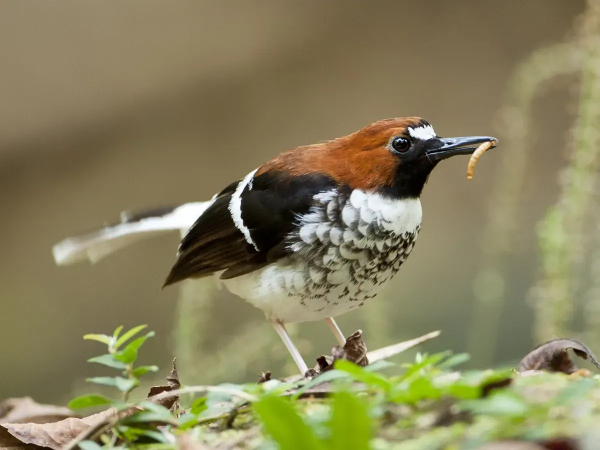 File:Enicurus ruficapillus.jpg