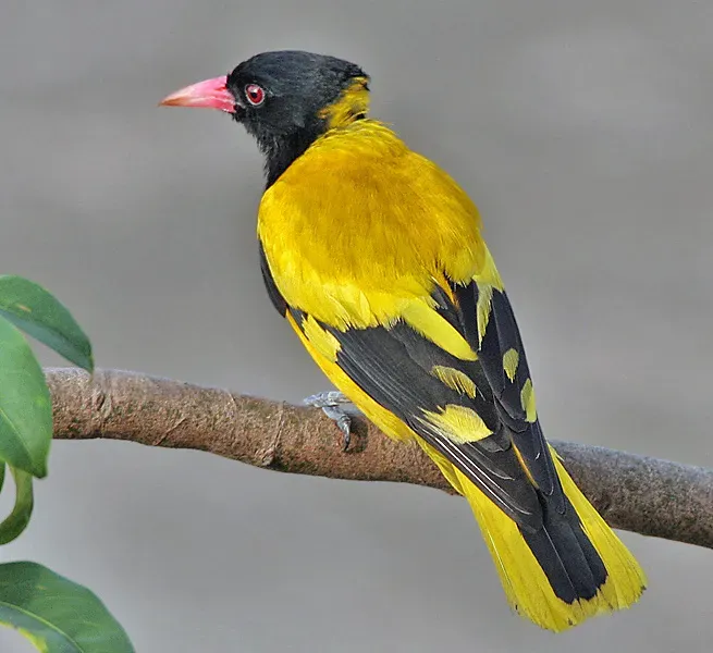 File:Black-hooded Oriole (Oriolus xanthornus) in Kolkata I IMG 7603.jpg