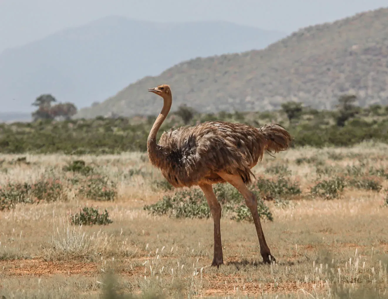 File:Struthio molybdophanes, female, Samburu National Reserve, Kenya.jpg