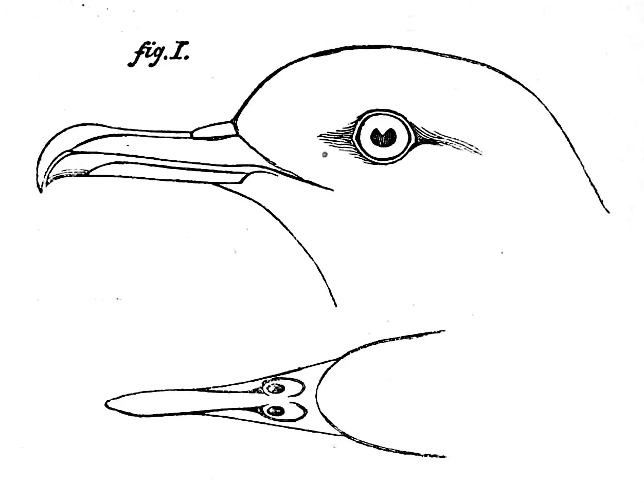 File:Puffinus newelli (myrtae ?) 1873.jpg