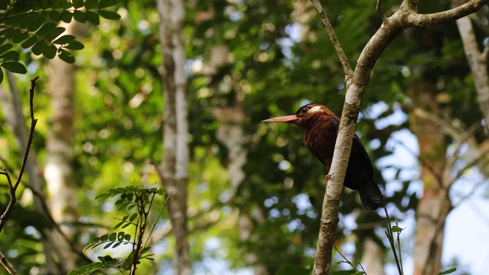 File:Galbalcyrhynchus leucotis (1).JPG