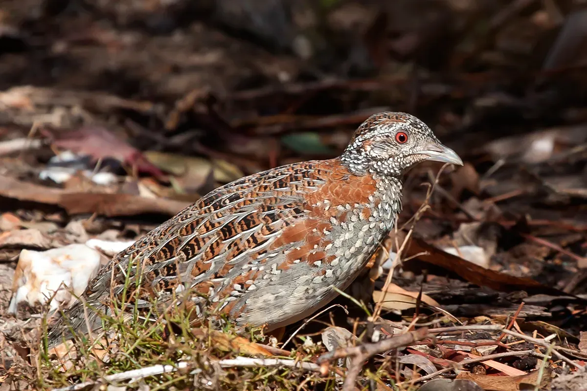File:Turnix varius -Victoria, Australia-8.jpg