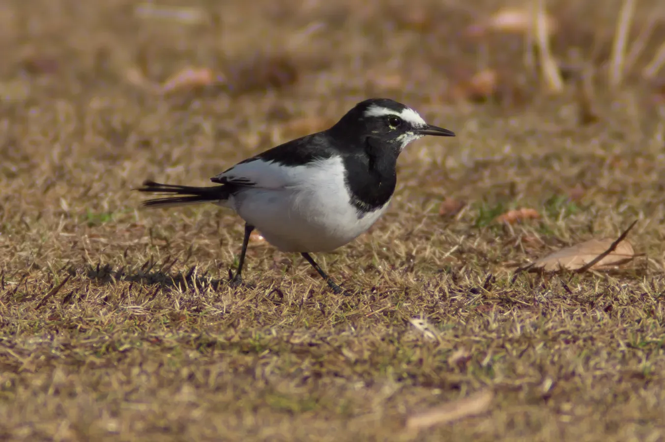 File:Motacilla grandis -Japan-8.jpg