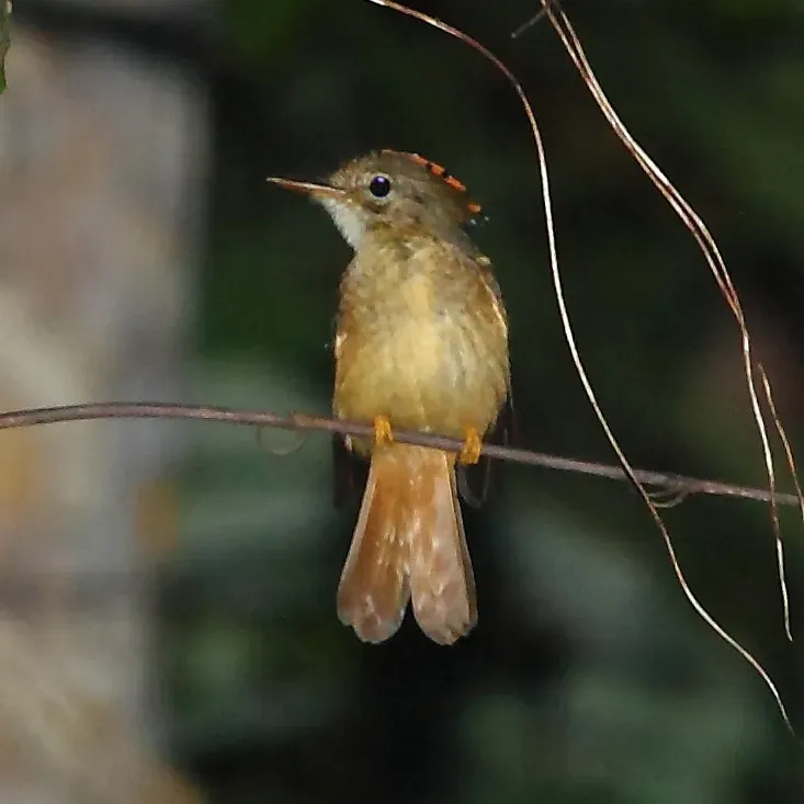 File:Onychorhynchus coronatus - Amazonian Royal Flycatcher.JPG