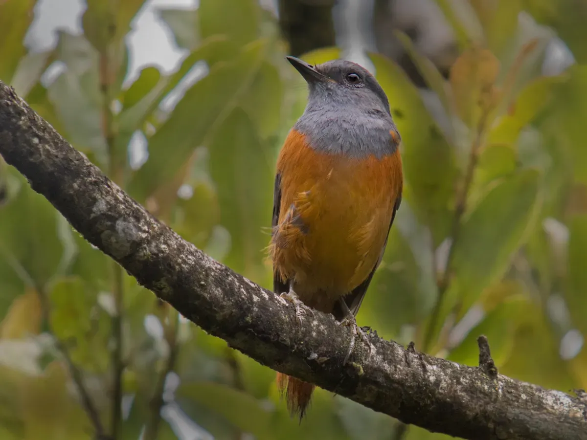 File:Forest Rock-Thrush (Monticola sharpei), Ranomafana National Park, Madagascar.jpg