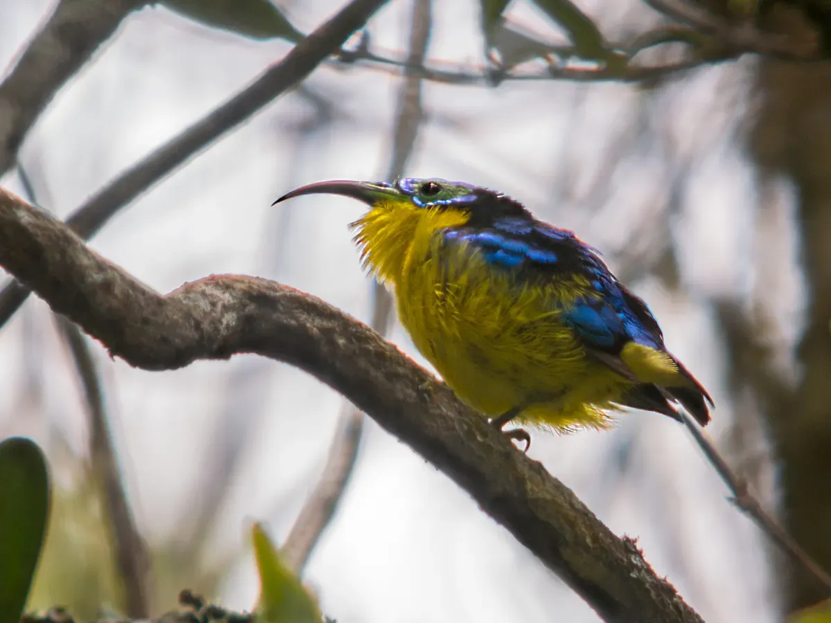 File:Yellow-bellied Sunbird Asity (Neodrepanis hypoxantha), Ranomafana National Park, Madagascar.jpg