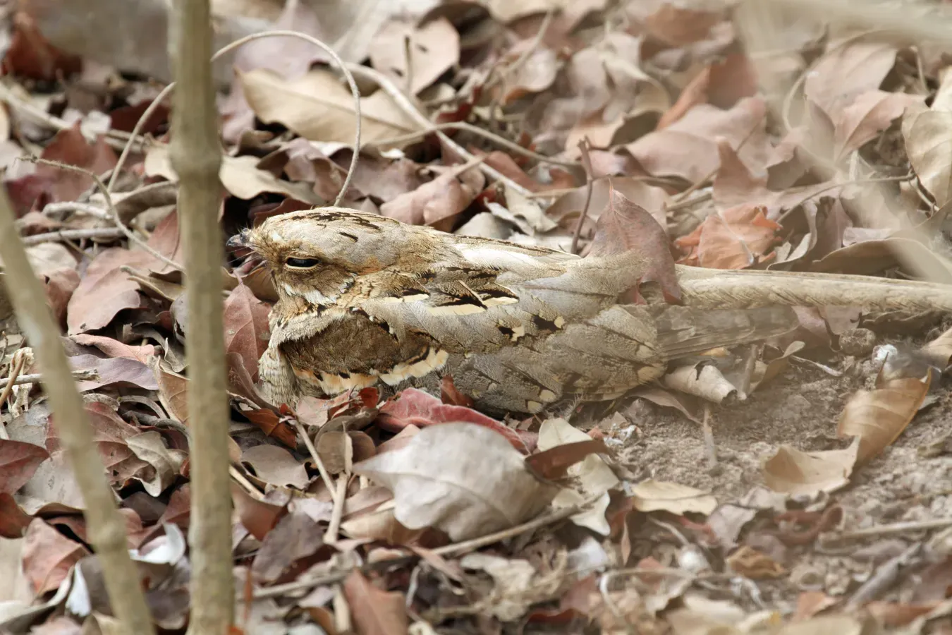 File:Caprimulgus climacurus -Gambia-8.jpg
