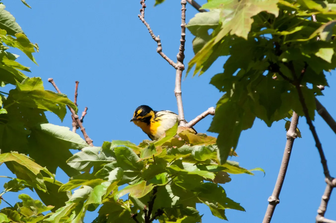 File:Blackburnian Warbler Setophaga fusca, Nahant, MA 2.jpg