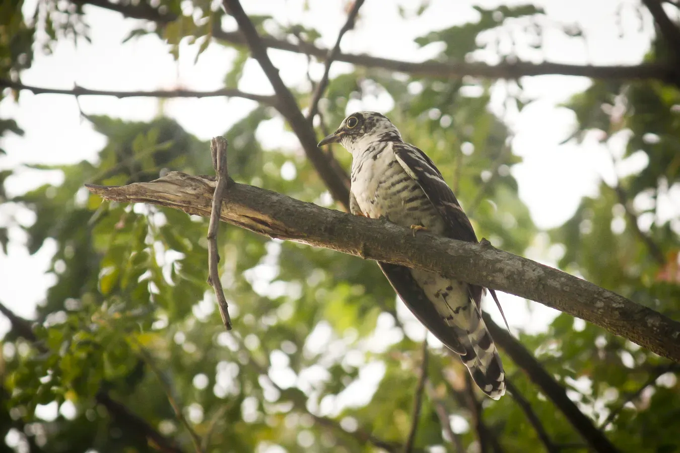 File:Indian Cuckoo (Cuculus micropterus) (7472697996).jpg