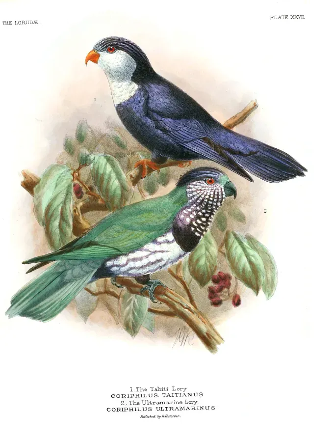 File:Monographoflorie00miva 0206a Vini peruviana - Vini ultramarina.jpg