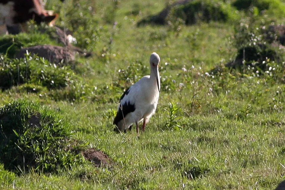 File:Ciconia maguari, Ibera Marshes, Argentina 1.jpg