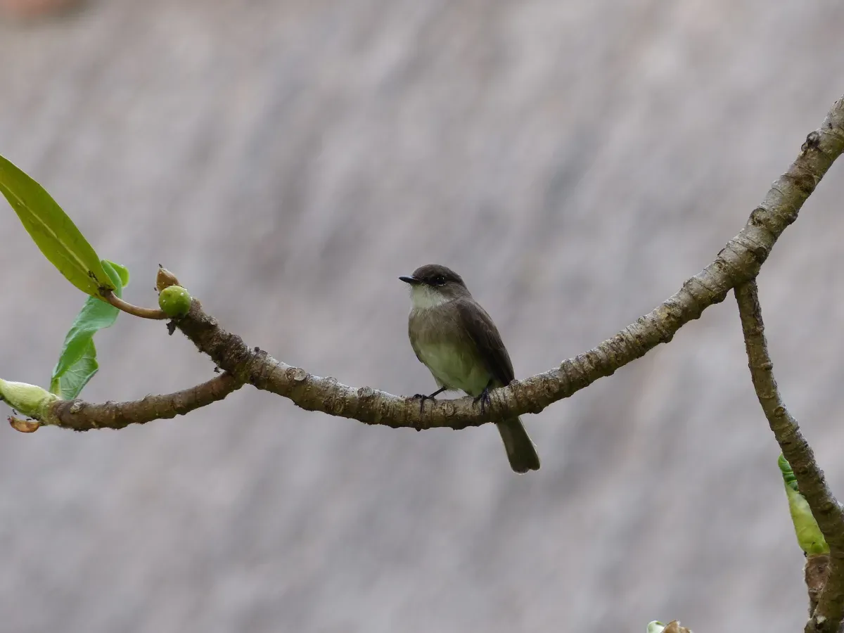 File:Muscicapa aquatica -Kenya-8.jpg