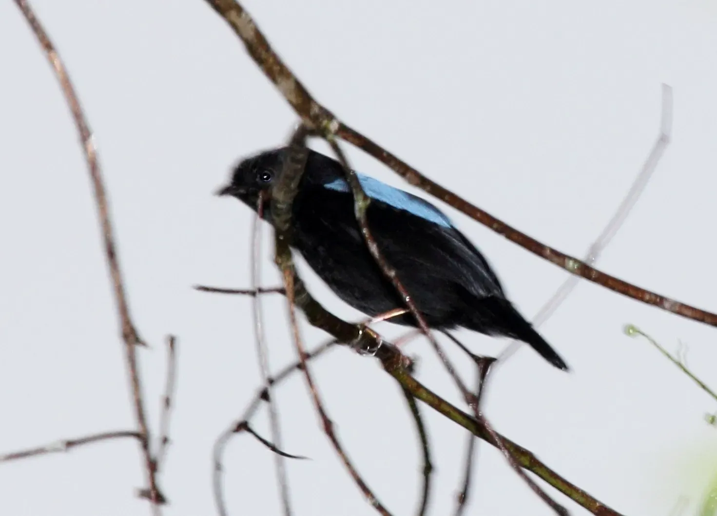 File:Yungas Manakin (Chiroxiphia boliviana).jpg