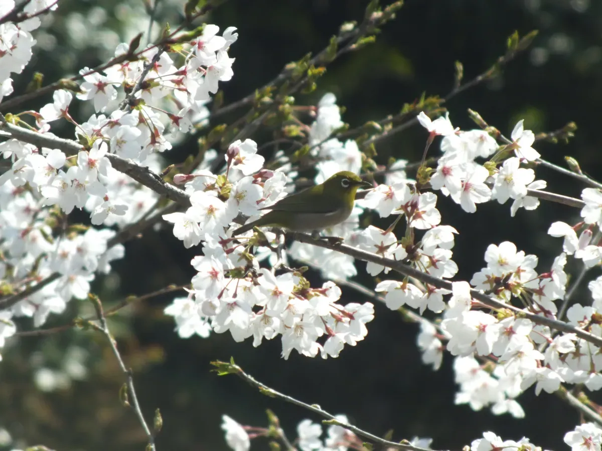 File:Zosterops japonicus-メジロ Japanese White-eye and Sakura DSCF5460.JPG