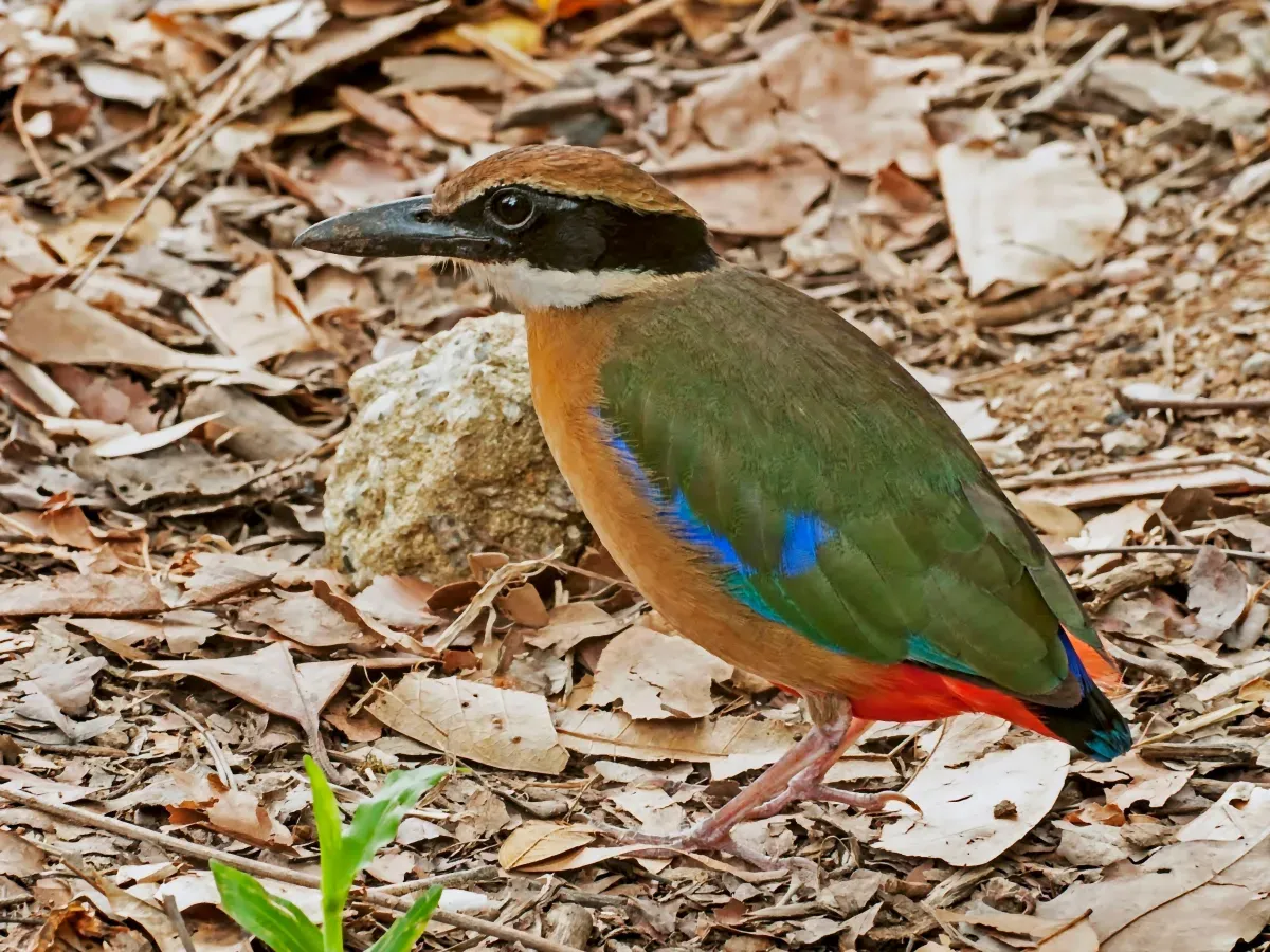 File:Mangrove Pitta (Pitta megarhyncha), Singapore Botanic Gardens - 20140303.jpg