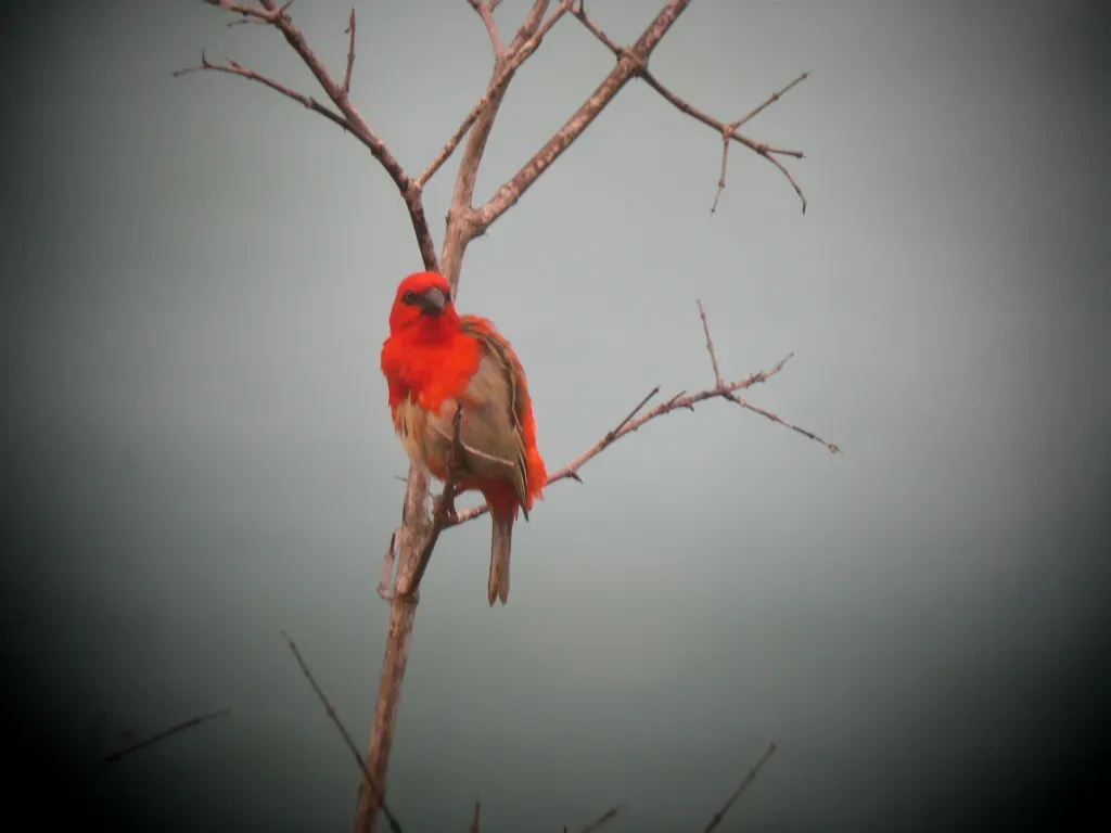 File:Forest Fody. Foudia omissa.jpg